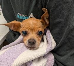 Shelter Stray Female Dog last seen Near University Avenue, San Diego, CA, 92105, 5500 Gaines St, San Diego, CA 92110, USA