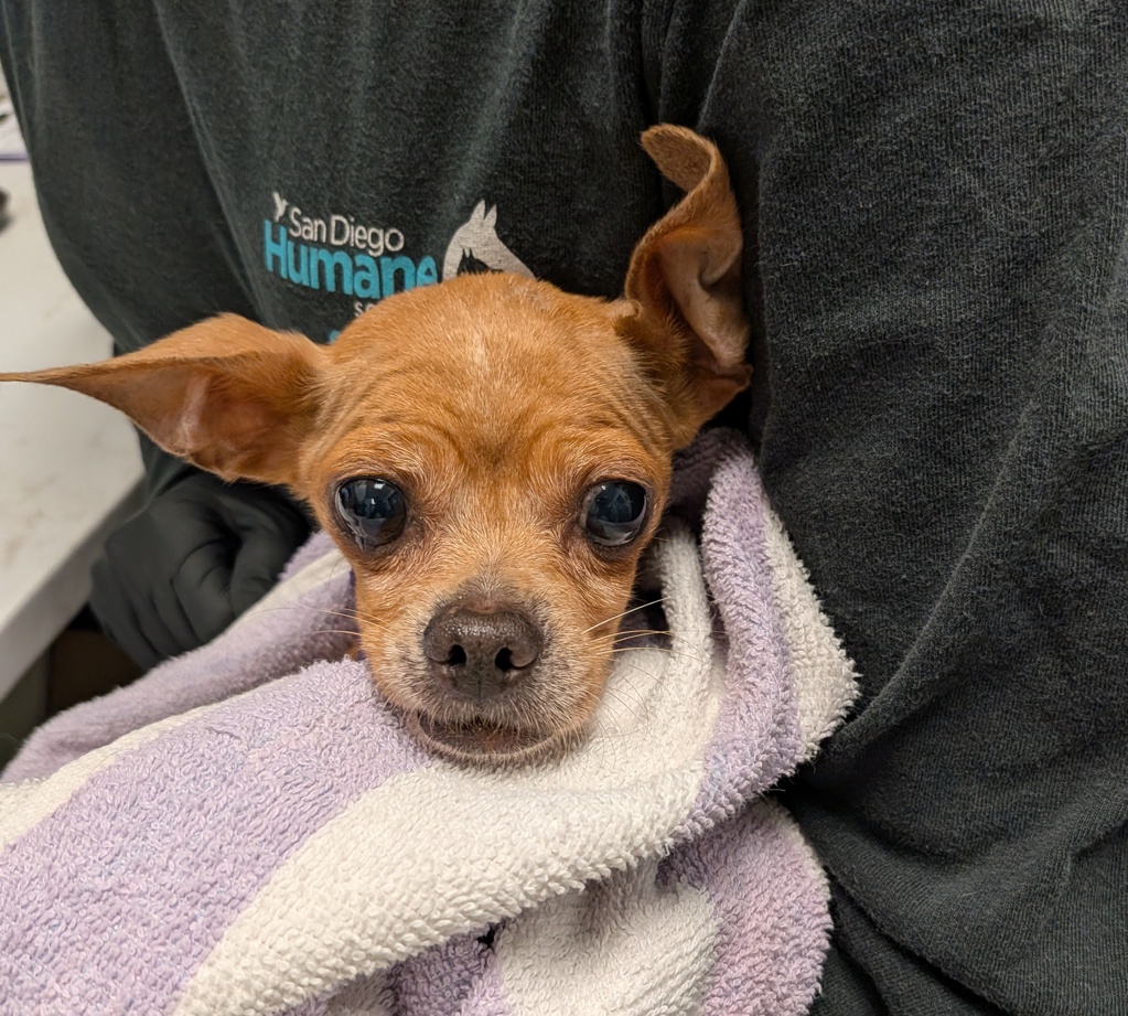 Shelter Stray Female Dog last seen Near University Avenue, San Diego, CA, 92105, 5500 Gaines St, San Diego, CA 92110, USA