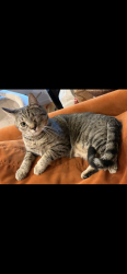 Reunited Male Cat last seen Sanborn and Sunset Blvd., Los Angeles, CA 90027