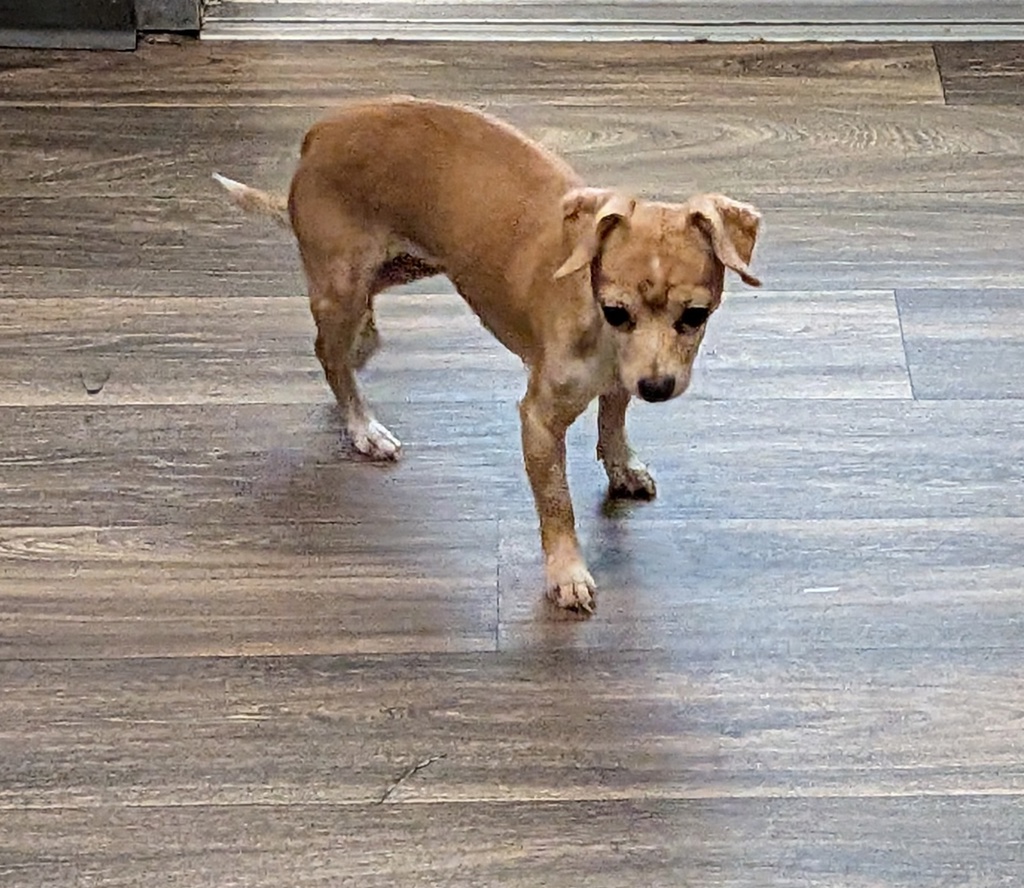 Shelter Stray Female Dog last seen Near University Avenue, San Diego, CA, 92105, 5500 Gaines St, San Diego, CA 92110, USA