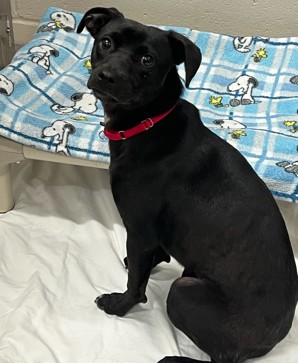 Shelter Stray Female Dog last seen Near Benjamin Holt Road, San Diego, CA, 92114, El Cajon, CA 92020, USA