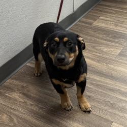 Shelter Stray Female Dog last seen Near 40th Street, San Diego, CA, 92105, 5500 Gaines St, San Diego, CA 92110, USA
