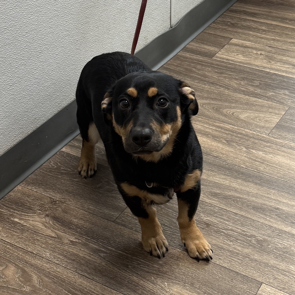 Shelter Stray Female Dog last seen Near 40th Street, San Diego, CA, 92105, 5500 Gaines St, San Diego, CA 92110, USA