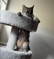 Shelter Stray Female Cat last seen Near Linda Vista Road, San Diego, CA, 92110, 5500 Gaines St, San Diego, CA 92110, USA