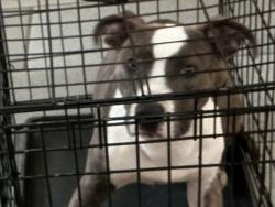 Shelter Stray Female Dog last seen Old Lyne Road, VIRGINIA BEACH, VA, 23453, 341 S Birdneck Rd, Virginia Beach, VA 23451, USA