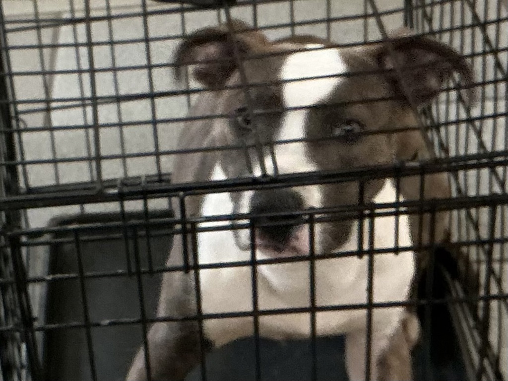 Shelter Stray Female Dog last seen Old Lyne Road, VIRGINIA BEACH, VA, 23453, 341 S Birdneck Rd, Virginia Beach, VA 23451, USA