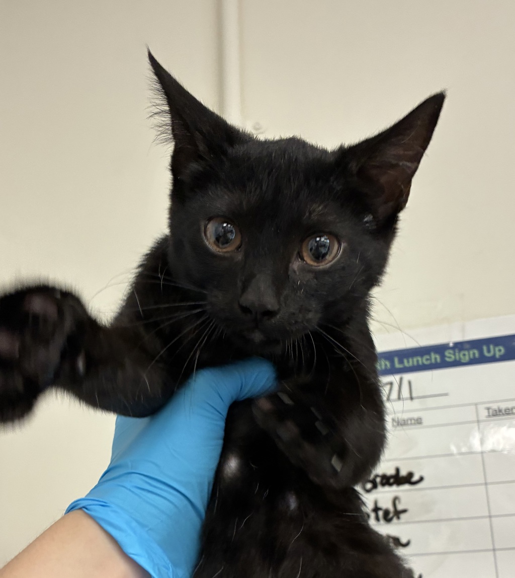 Shelter Stray Female Cat last seen 145th/Division, OR, 1700 W Historic Columbia River Hwy, Troutdale, OR 97060, USA