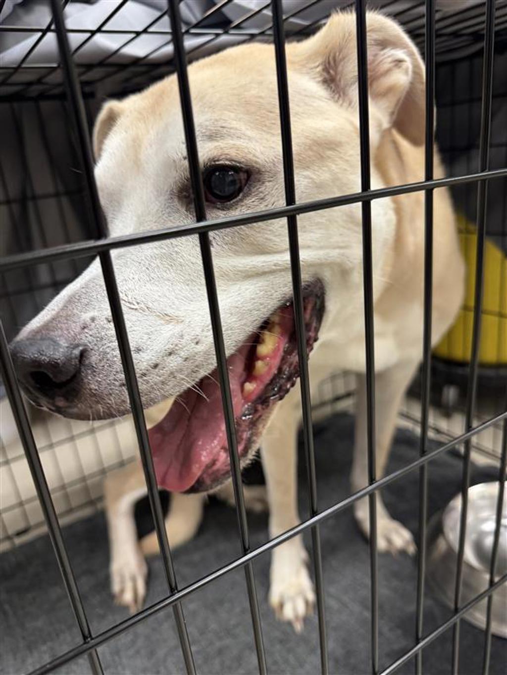 Shelter Stray Male Dog last seen Near W Lynn Street, AUSTIN, TX, 78703, 7201 Levander Loop bldg a, Austin, TX 78702, USA