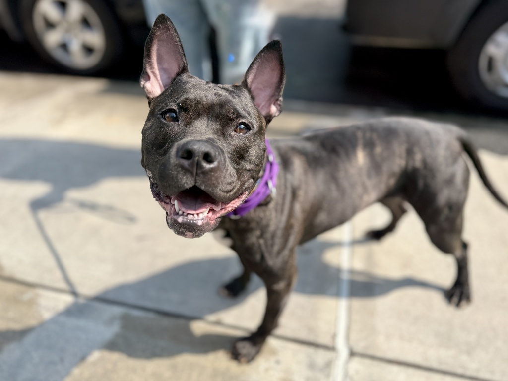Shelter Stray Female Dog last seen Near Broadway, NEW YORK, NY, 10023, 326 E 110th St, New York, NY 10029, USA