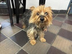 Shelter Stray Female Dog last seen unknown, BRONX, NY, 10452, 326 E 110th St, New York, NY 10029, USA