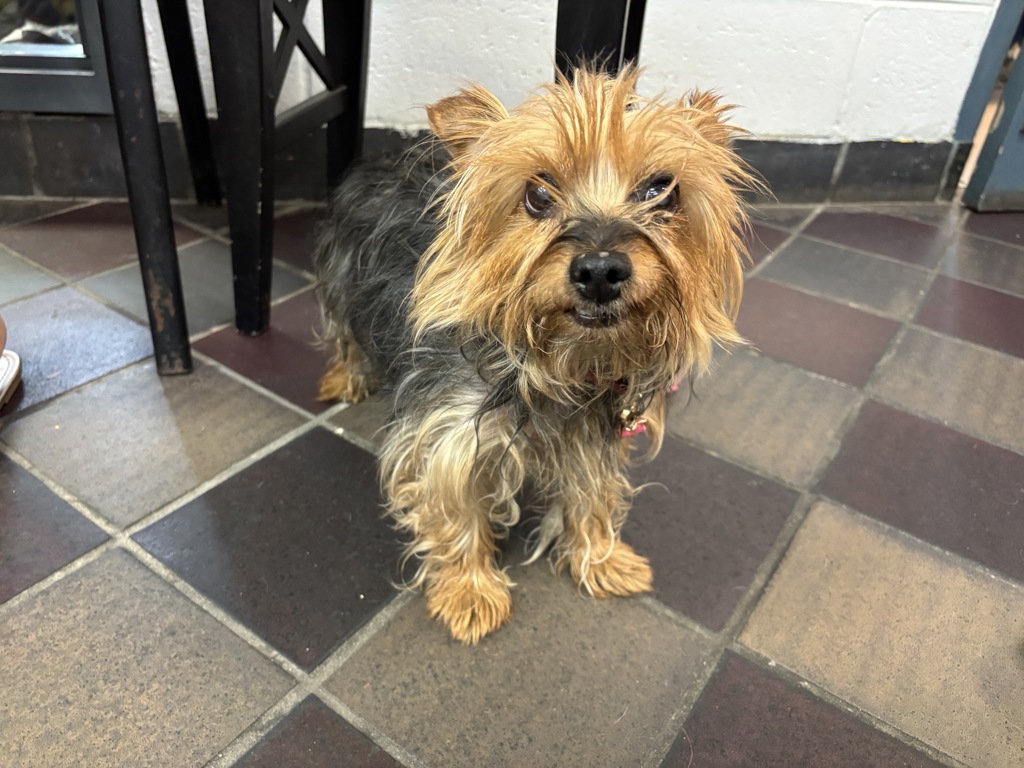 Shelter Stray Female Dog last seen unknown, BRONX, NY, 10452, 326 E 110th St, New York, NY 10029, USA