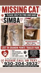 Lost Male Cat last seen St Joe Ave, Evansville, IN 47720