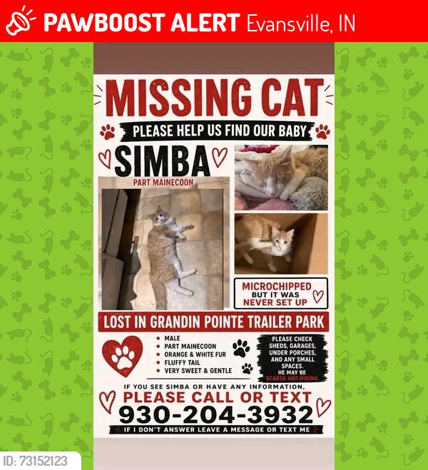 Lost Male Cat last seen St Joe Ave, Evansville, IN 47720