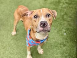 Shelter Stray Male Dog last seen 21-20 Ryer Avenue Avenue, BRONX, NY, 10457, 326 E 110th St, New York, NY 10029, USA