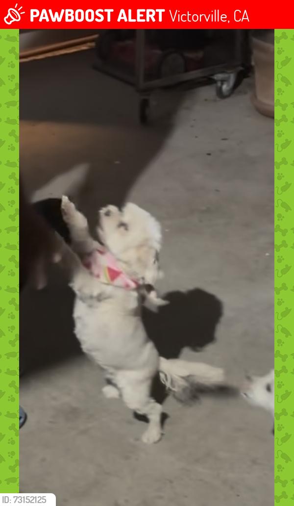 Lost Female Dog last seen Balsam ave y 11th ave, Victorville, CA 92395