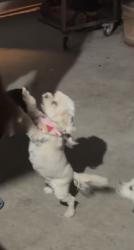 Lost Female Dog last seen Balsam ave y 11th ave, Victorville, CA 92395