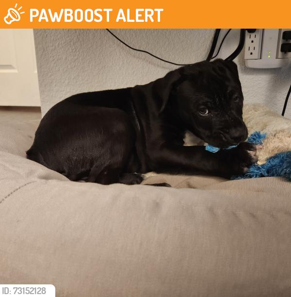 Found/Stray Male Dog last seen Monica Dr W, Colorado Springs, CO 80916