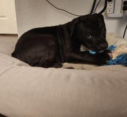 Found/Stray Male Dog last seen Monica Dr W, Colorado Springs, CO 80916