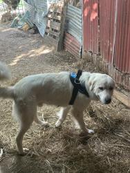 Reunited Male Dog last seen Rockett Texas, Waxahachie, TX 75165