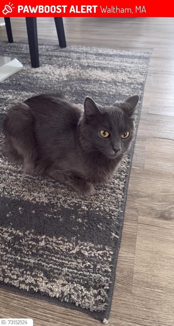 Lost Female Cat last seen Caughey st, Waltham, MA 02451