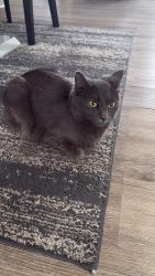 Lost Female Cat last seen Caughey st, Waltham, MA 02451