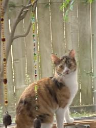 Reunited Female Cat last seen 190th/ Anza, Redondo Beach, CA 90278