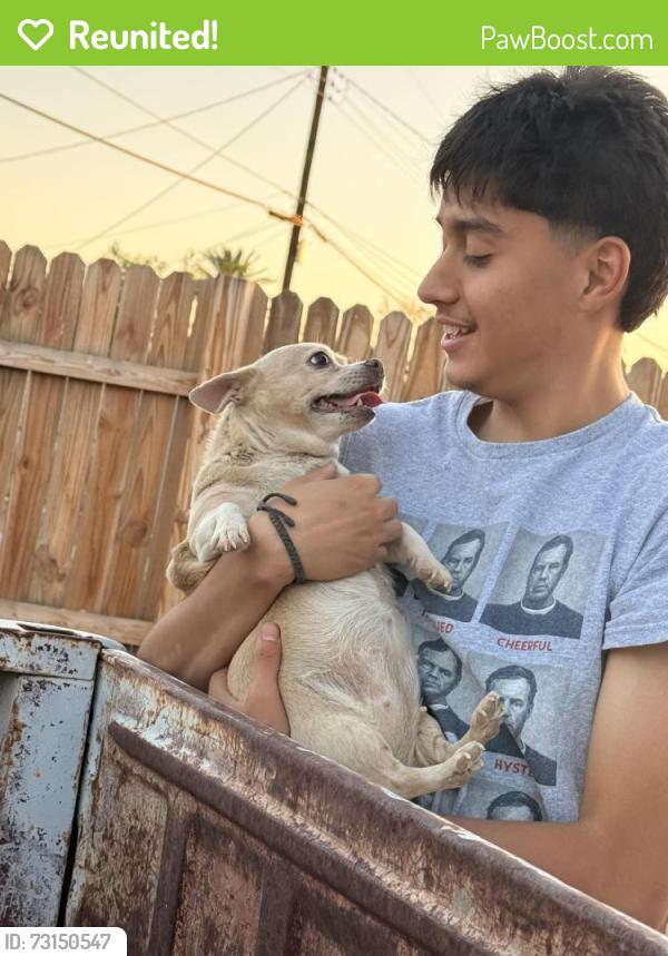 Reunited Female Dog last seen Chestnut, Mesa, AZ 85204