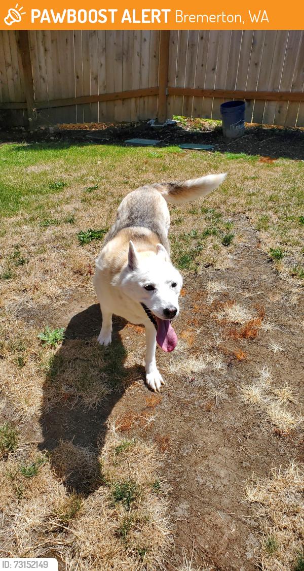 Found/Stray Female Dog last seen Near nw 6th st. Bremerton Wa, Bremerton, WA 98337
