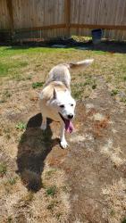 Found/Stray Female Dog last seen Near nw 6th st. Bremerton Wa, Bremerton, WA 98337