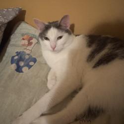 Lost Male Cat last seen Neighbor, Centreville, VA 20120