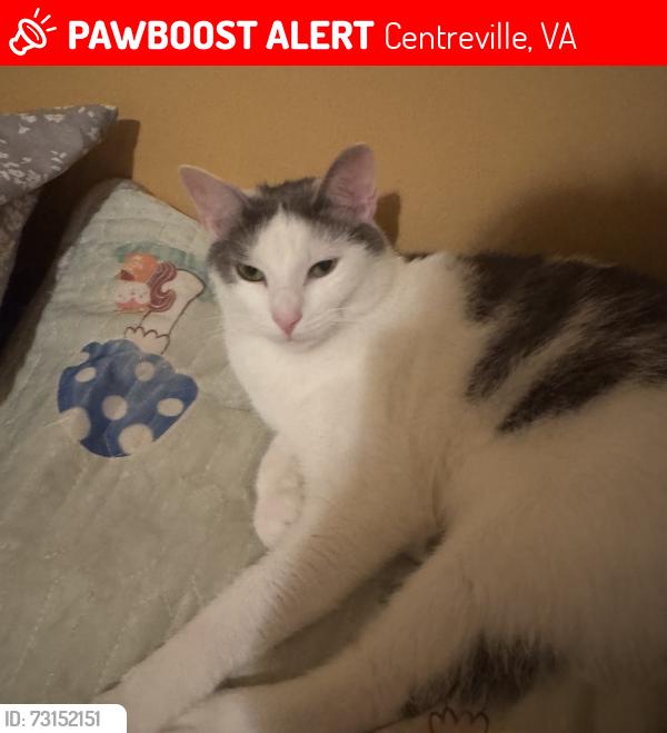 Lost Male Cat last seen Neighbor, Centreville, VA 20120