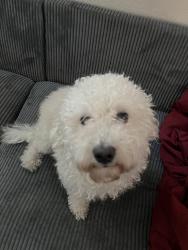 Reunited Male Dog last seen Rock Springs Rd. Quincy Ave., Hesperia, CA 92345