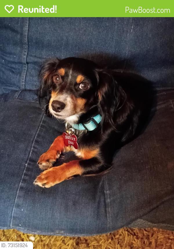Reunited Male Dog last seen Armadillo Ln, Kempner, TX 76522, USA, Kempner, TX 76522