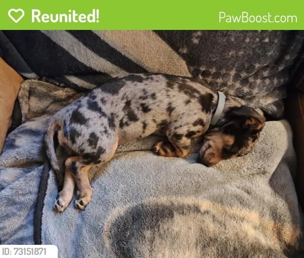 Reunited Female Dog last seen Armadillo Ln, Kempner, TX 76522, USA, Kempner, TX 76522