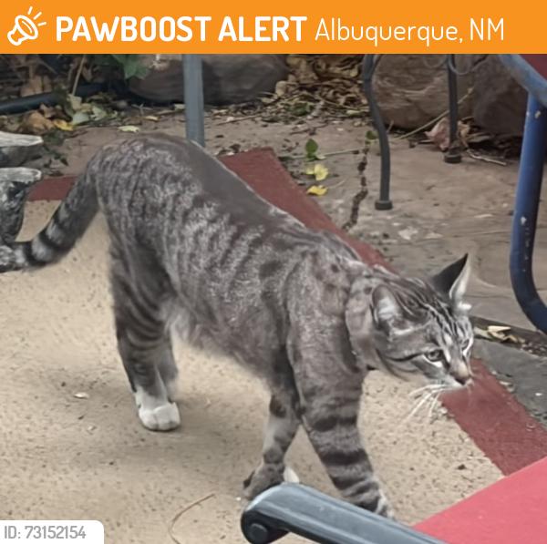 Found/Stray Unknown Cat last seen Tulane & Lead (Nob Hill area), Albuquerque, NM 87106