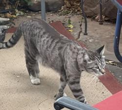 Found/Stray Unknown Cat last seen Tulane & Lead (Nob Hill area), Albuquerque, NM 87106