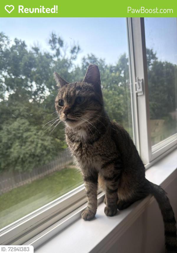 Reunited Male Cat last seen N Overlook Trl, Round Lake, IL 60073