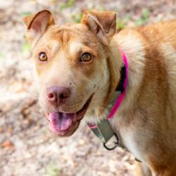 Shelter Stray Female Dog last seen , 1901 N 31st Ave, Hattiesburg, MS 39401, USA