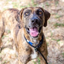 Shelter Stray Male Dog last seen , 1901 N 31st Ave, Hattiesburg, MS 39401, USA