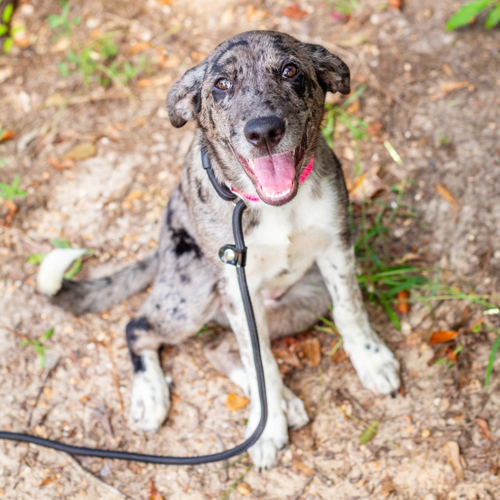 Shelter Stray Female Dog last seen , 1901 N 31st Ave, Hattiesburg, MS 39401, USA