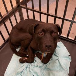Shelter Stray Female Dog last seen , 2350 Appling City Cove, Memphis, TN 38133, USA