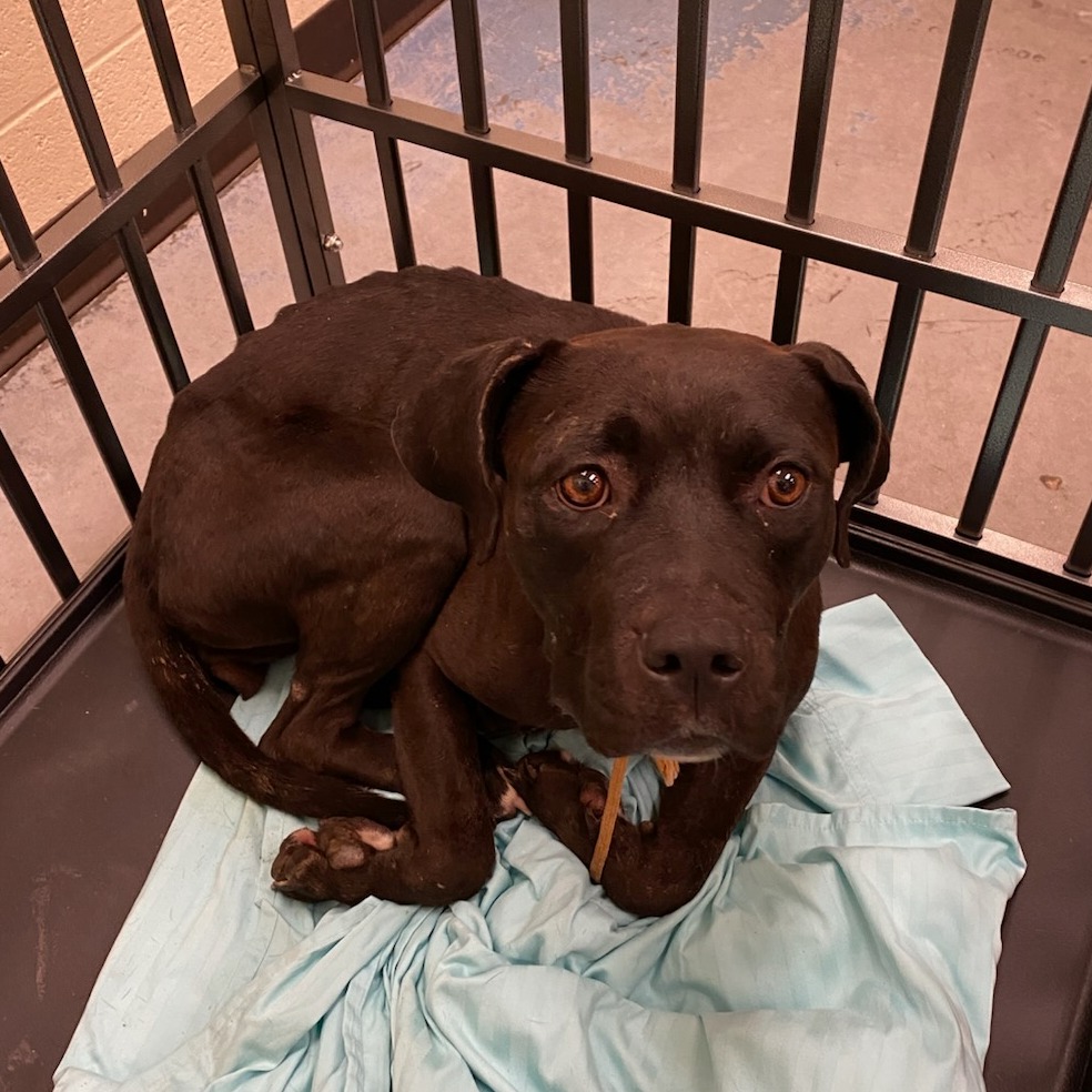 Shelter Stray Female Dog last seen , 2350 Appling City Cove, Memphis, TN 38133, USA
