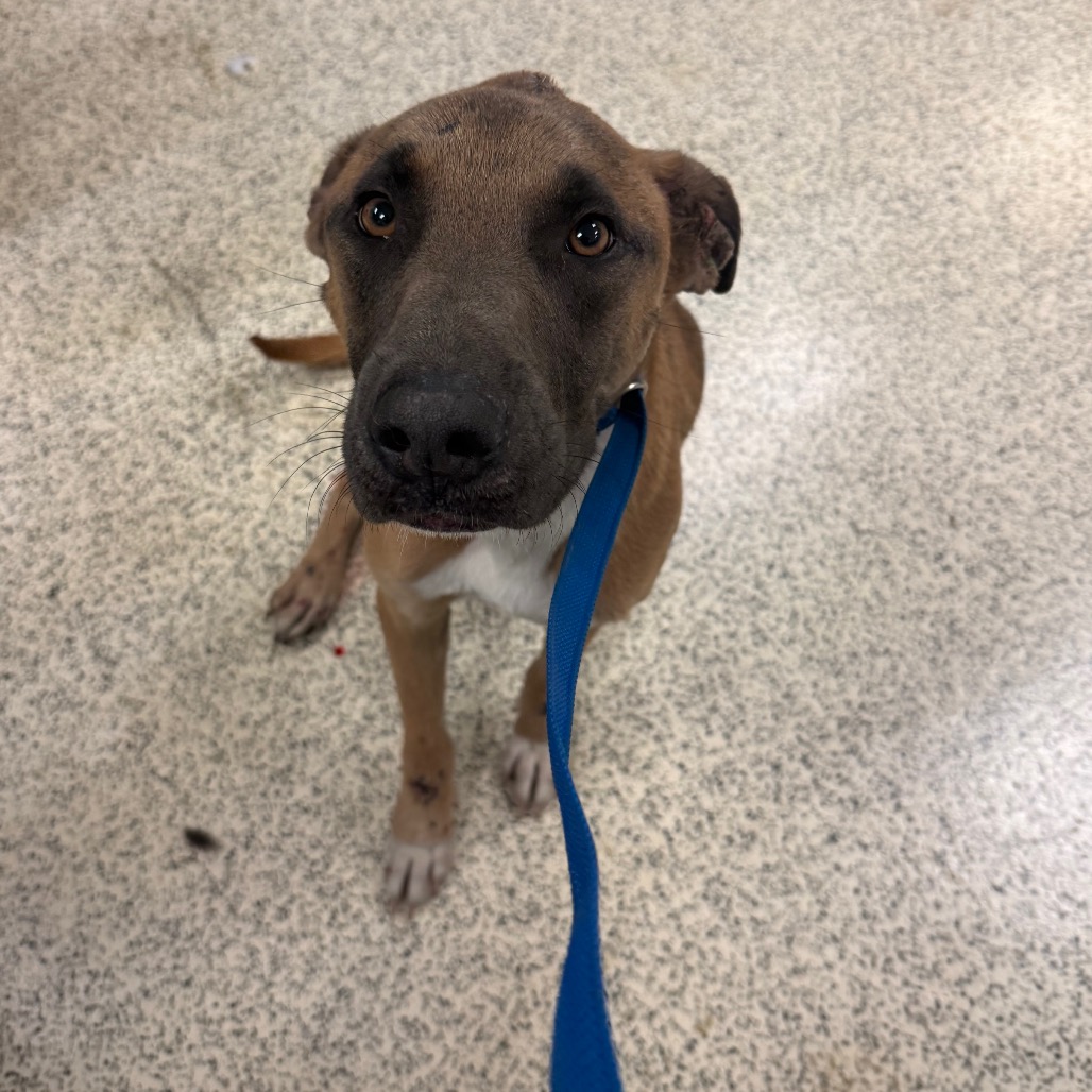 Shelter Stray Male Dog last seen , 2350 Appling City Cove, Memphis, TN 38133, USA