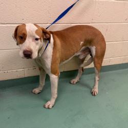 Shelter Stray Male Dog last seen , 2350 Appling City Cove, Memphis, TN 38133, USA