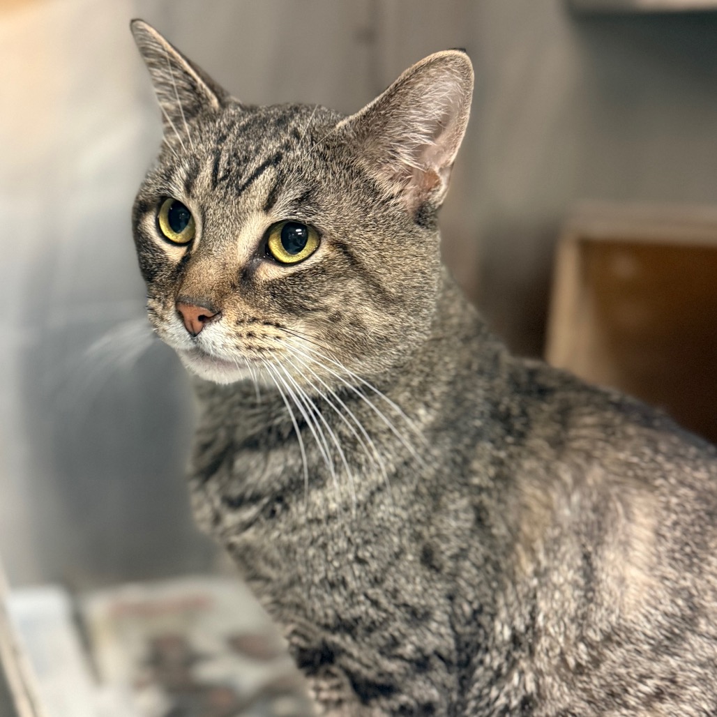 Shelter Stray Unknown Cat last seen , 2350 Appling City Cove, Memphis, TN 38133, USA