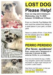 Lost Male Dog last seen Stone Street / Broadway / San Pablo Ave. / Rumrill, San Pablo, CA 94806