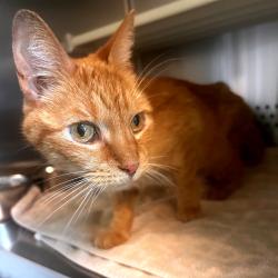 Shelter Stray Female Cat last seen , 3428 S Jenkins Ave, Norman, OK 73072, USA