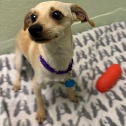 Shelter Stray Male Dog last seen , 3200 N Military Trl, West Palm Beach, FL 33409, USA
