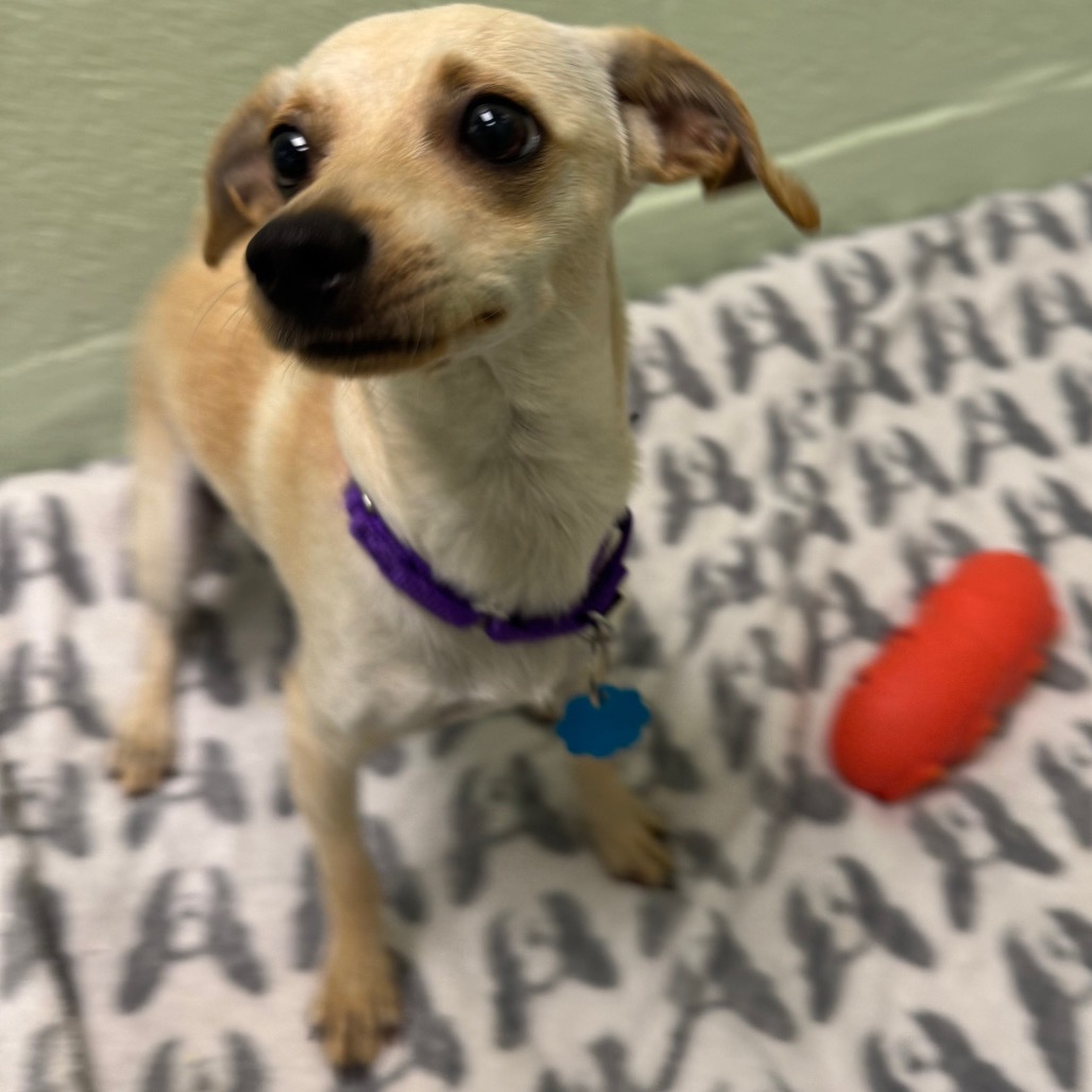 Shelter Stray Male Dog last seen , 3200 N Military Trl, West Palm Beach, FL 33409, USA