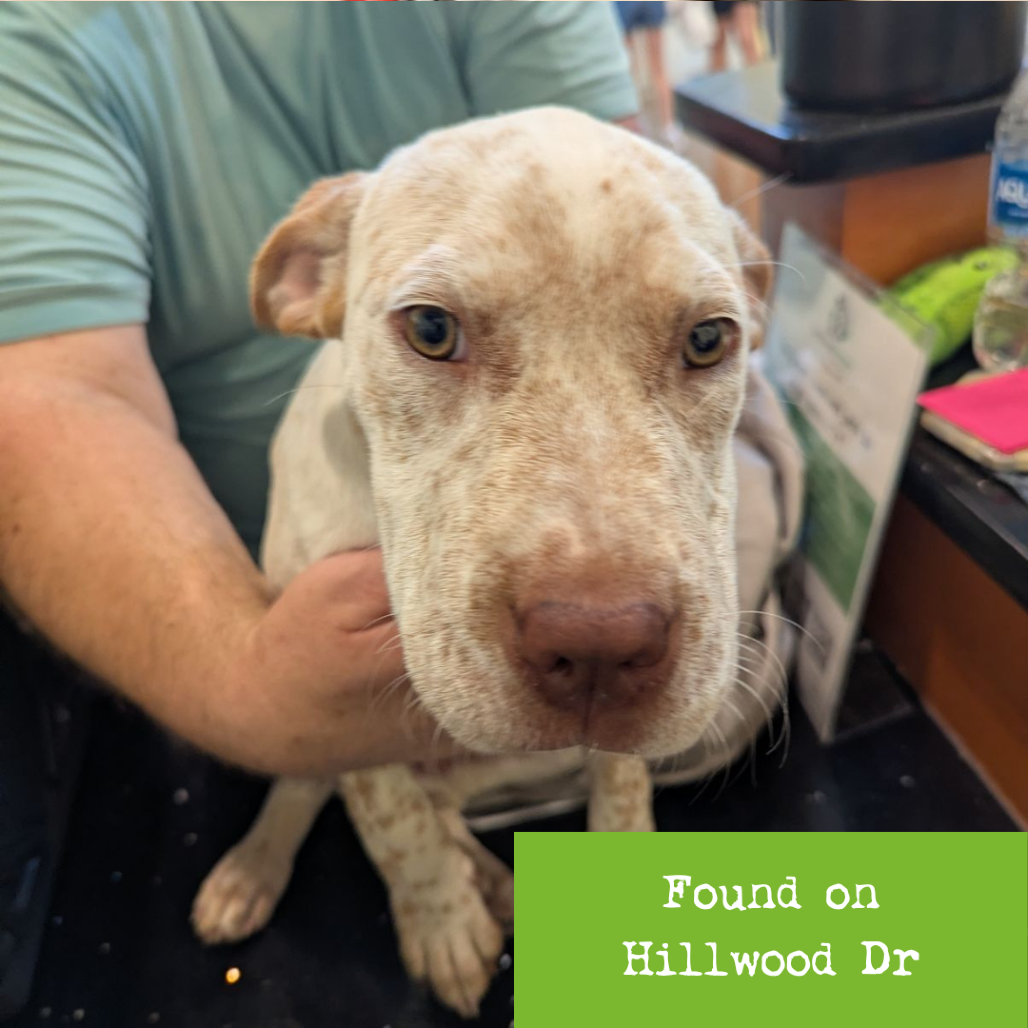 Shelter Stray Male Dog last seen , 1211 Old Graves Mill Rd, Lynchburg, VA 24502, USA